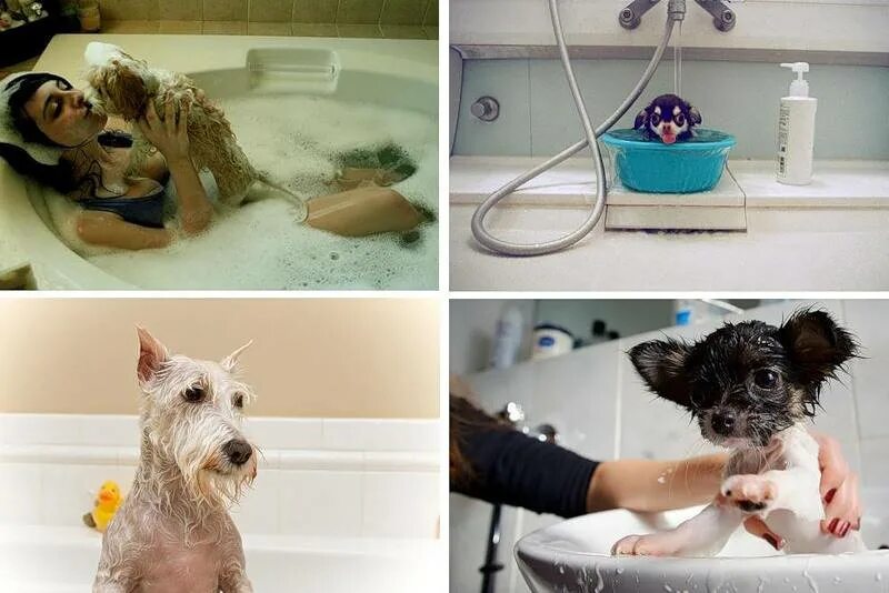 Сколько купать щенка. Мытье собаки. Собака моется. Собака купается. Собака в ванной.