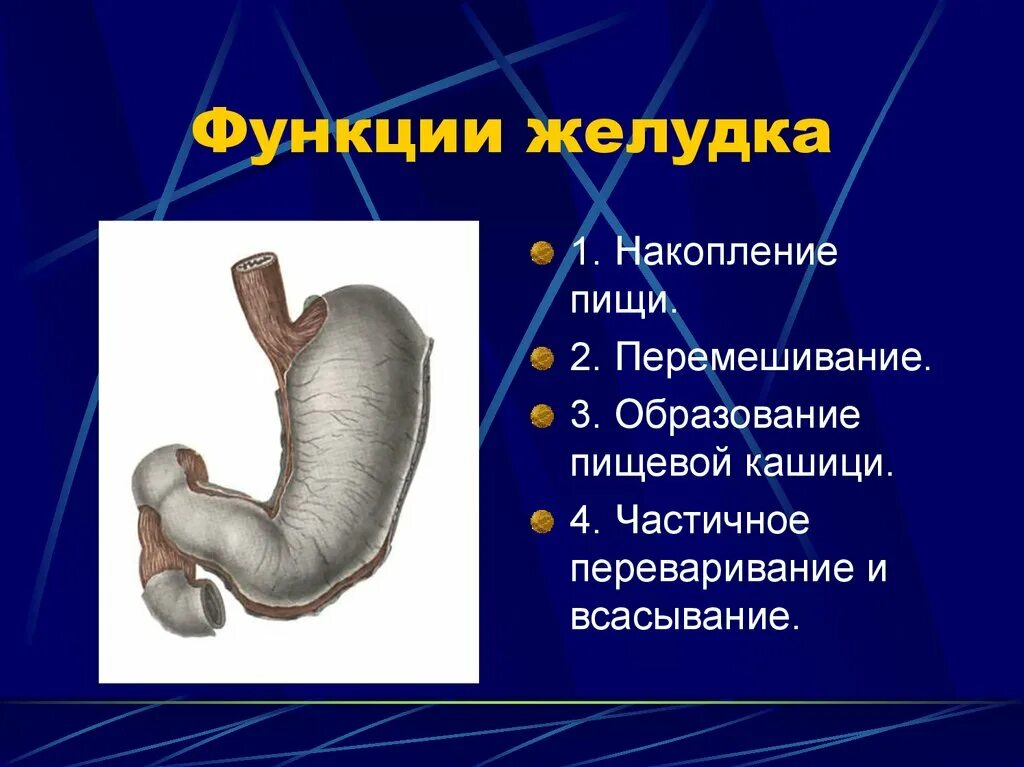 Строение желудка 8 класс. Желудок строение и функции анатомия. .Строение и функции желудк. Функции желудка в пищеварении. Желудок особенности строения и функции.