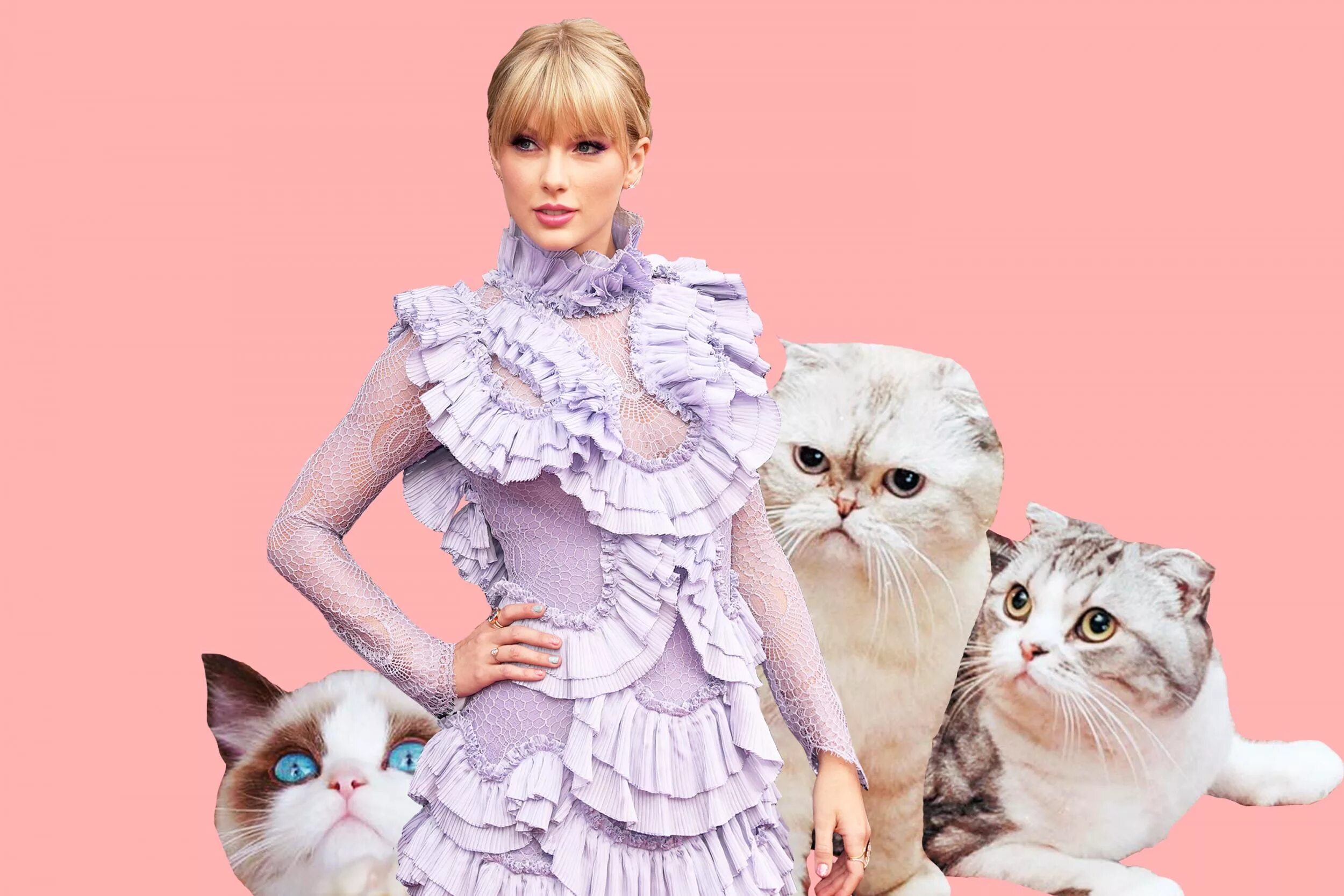 Swift cat