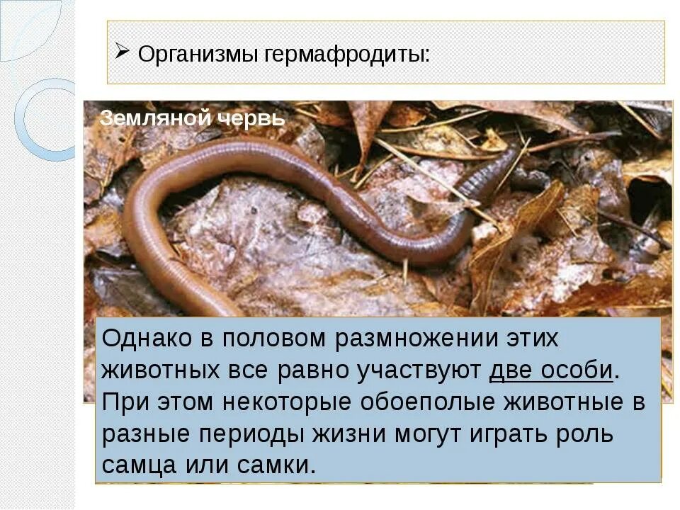 Гермафродитами являются черви. Гермафродитизм дождевого червя. Гермафродитизм у червей. Дождевые черви гермафродиты. Дождевые черви двуполые.