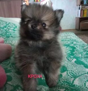 Авито собаки кошка