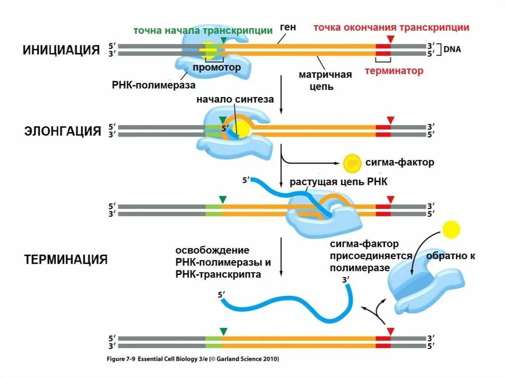 Инициация транскрипции у эукариот схема. Схема транскрипции Гена эукариот. Этапы транскрипции инициация элонгация терминация. Транскрипция у эукариот инициация элонгация терминация. Установите последовательность этапов транскрипции присоединение