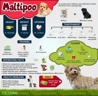 Корм для мальтипу