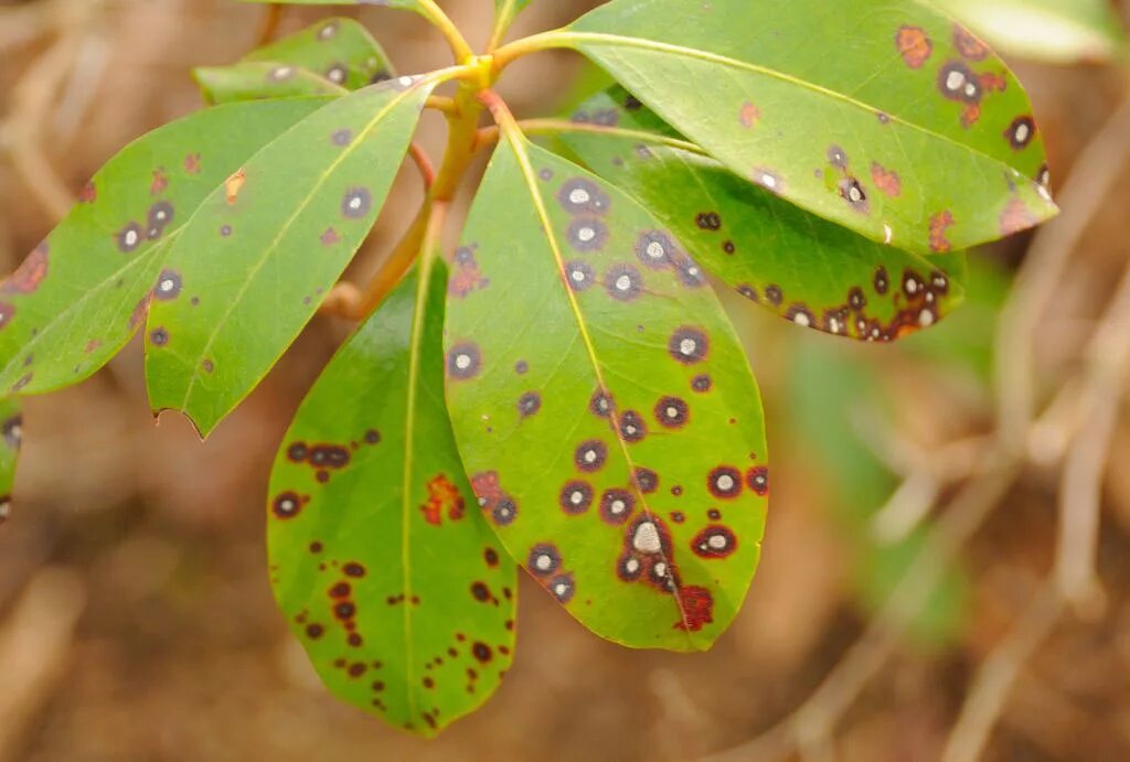 Plant disease. Mycosphaerella кандыка. Mycosphaerella betulae. Mycosphaerella grossularia возбудитель. Mycosphaerella juniperina.