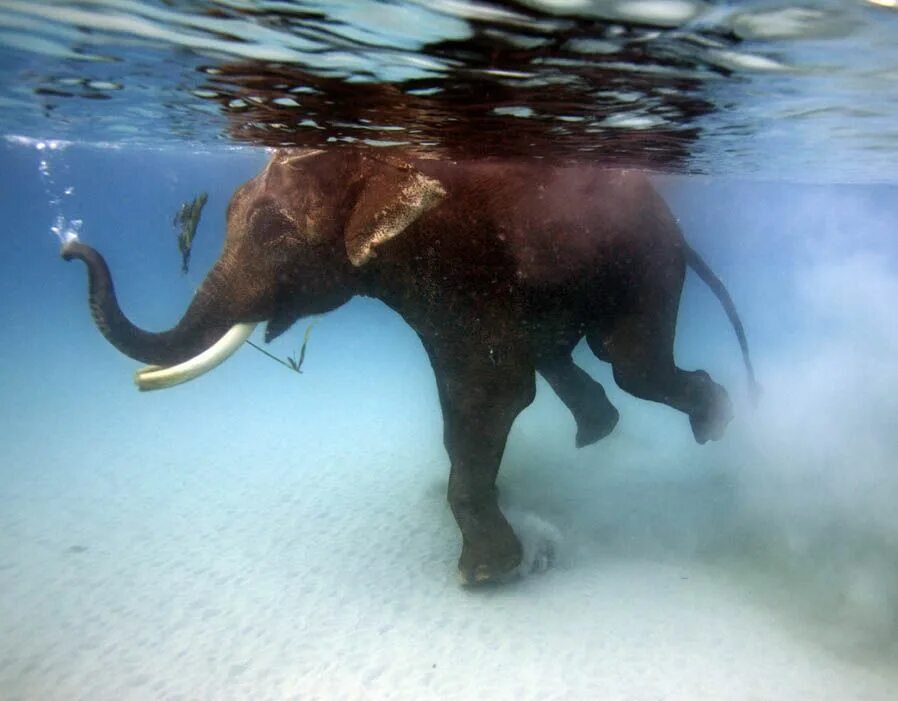 Elephant swim. Слон плавает. Слоны плавают. Слон плывет. Слон под водой.