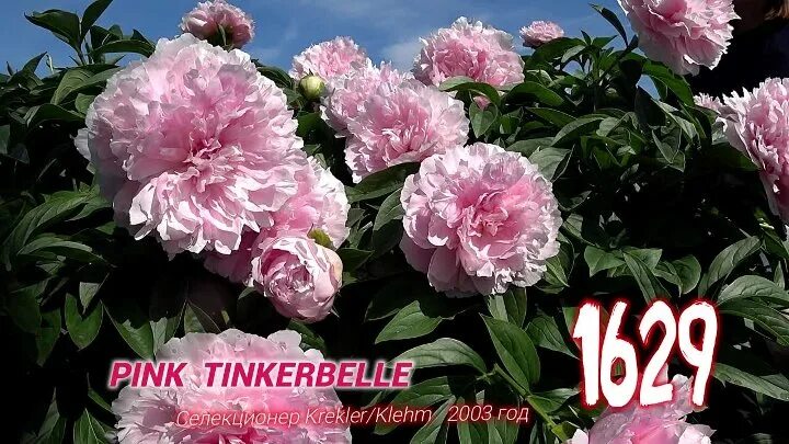 Пион Pink Tinkerbelle. Фиалка розовый пион. Пион розовый краска. Pink-Piona запись.