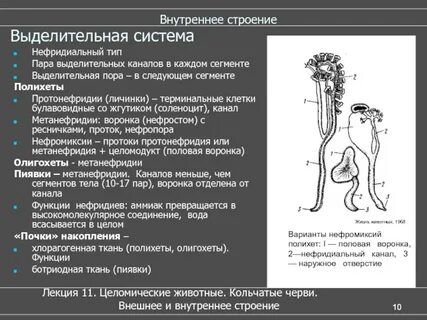 Что такое нефридии в биологии 8 класс