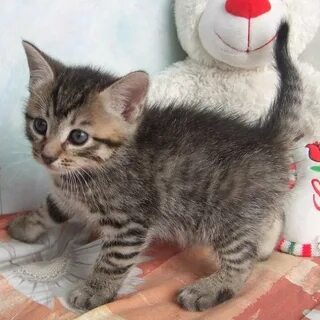 Взять котенка 2 месяца