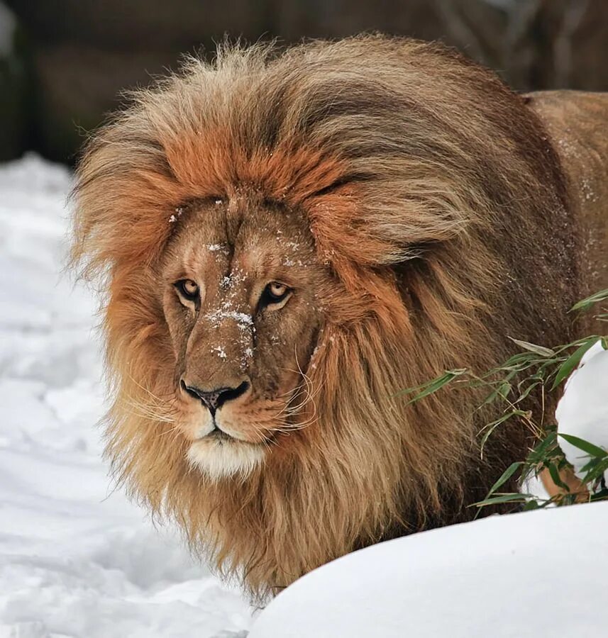 Лев. Power lion. I like lion. Задумчивый лев. I like lion.