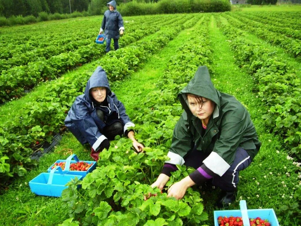 Вакансии заграница. Сбор клубники в Польше. Сезонные работы. Украинцы на сборе клубники в Польше. Сезонные работники.