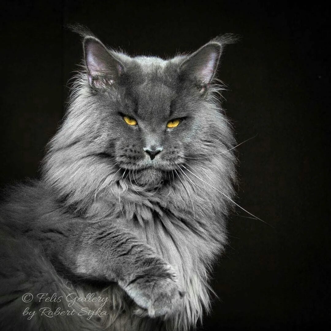 Мейн кун дымчатый. Кот мейн кун дымчатый. Мейн кун серый. Кошка мейн кун серая. Мейн-кун.