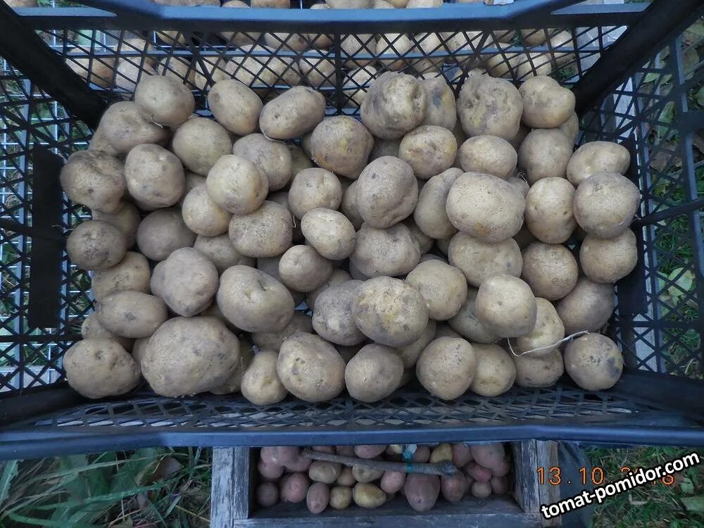 Картофель семенной селекционный на посадку ВИНЕТА (Адретта) клубни 2 кг Seed pot