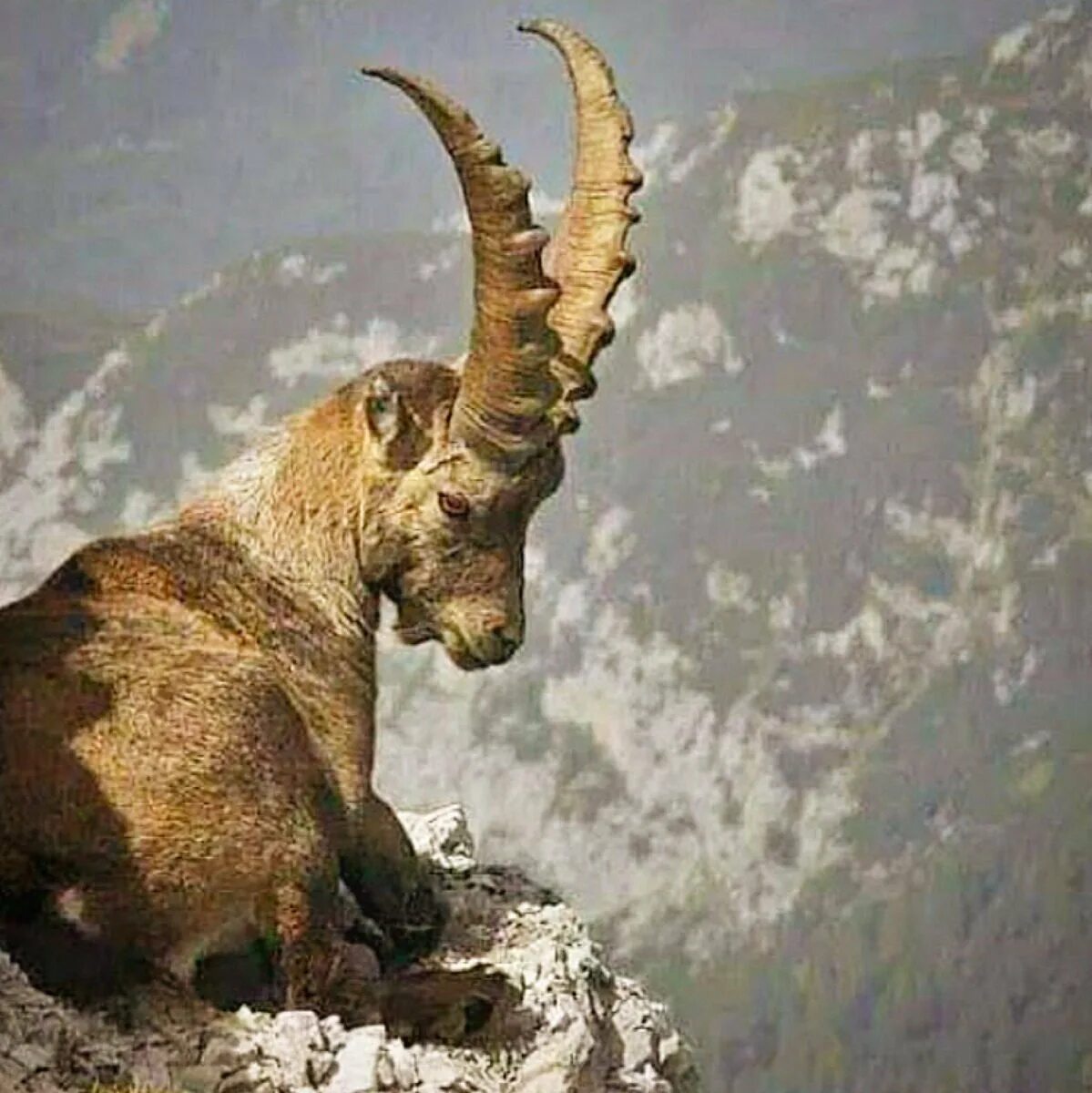 Горный козел Памира. Тянь-Шанский горный козёл. Горный козел Гималаи. Альпийский горный козел Ибекс.