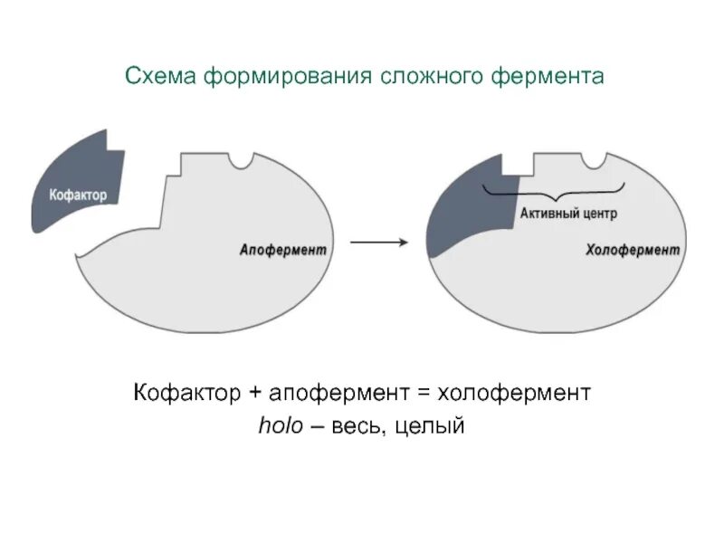 Активная группа фермента. Строение фермента кофактор. Структура простых и сложных ферментов. Строение сложного фермента схема. Активный центр фермента схема.