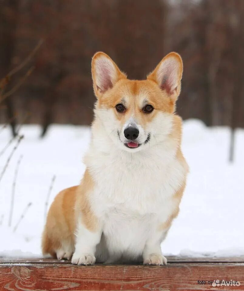 Вельш корги щенки. Корги рыжий. Вельш корги пемброк. Корги пемброк рыжий. 3.