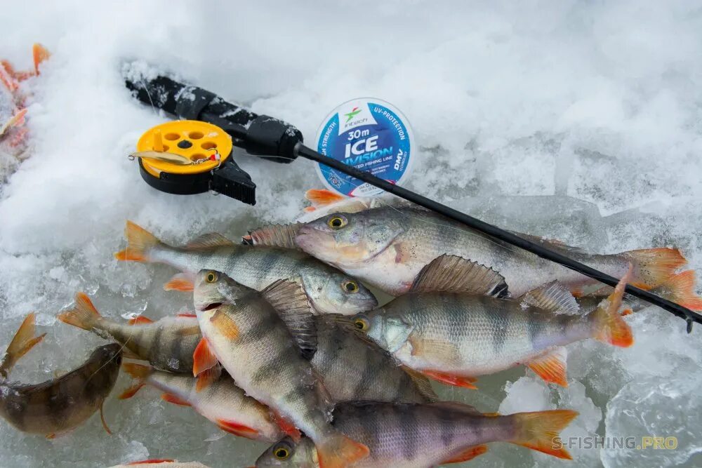 Ловля окуня зимой на балансир. Ловля окуня на балансир зима. Окунь на балансир зимой видео новинки. Ловля окуня на балансир зимой подводная съемка. Крупный окунь с балансиром рапала.