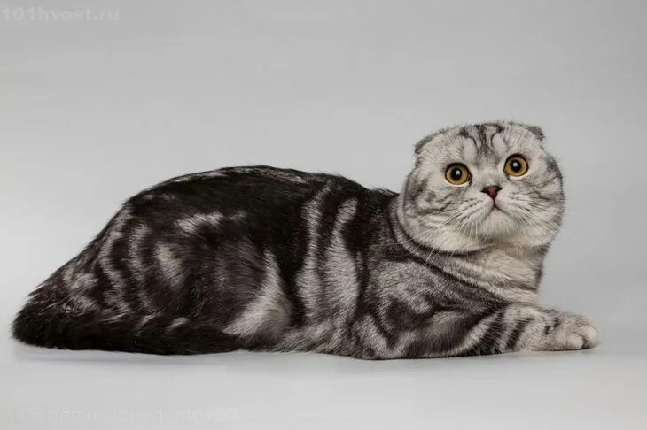 Фото самых красивых шотландских кошек Пикабу