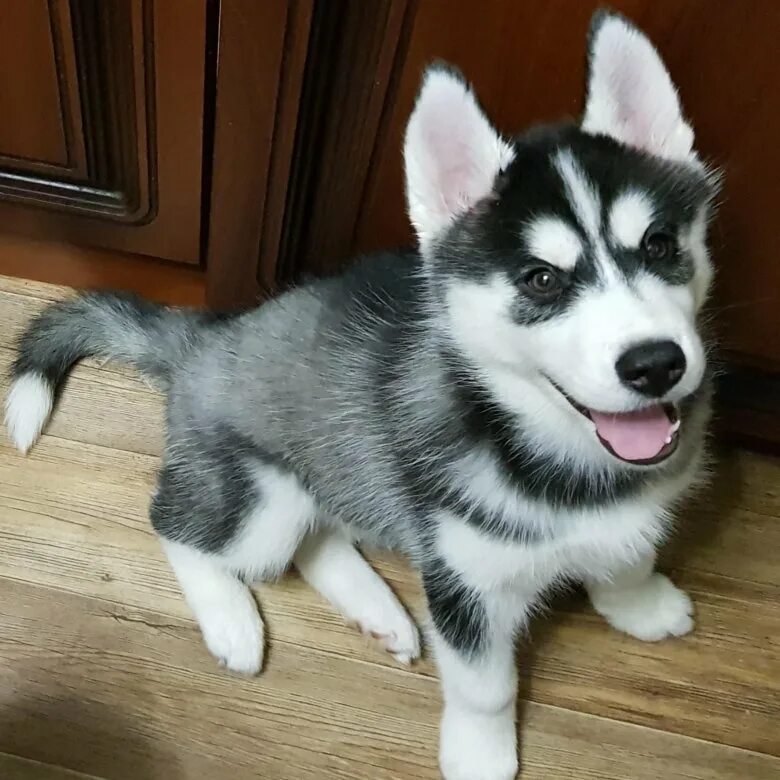 авито хаски в добрые руки