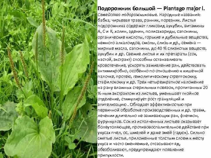 Подорожник большой (Plantago Major l.). Подорожник большой семена описание. Подорожник для травника. Лопух и подорожник. Правила подорожника