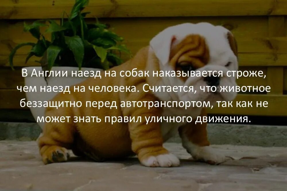 Любовь к животным цитаты. Фразы про животных. цитаты о животных для детей. животные афоризмы. лучшие высказывания о животных.