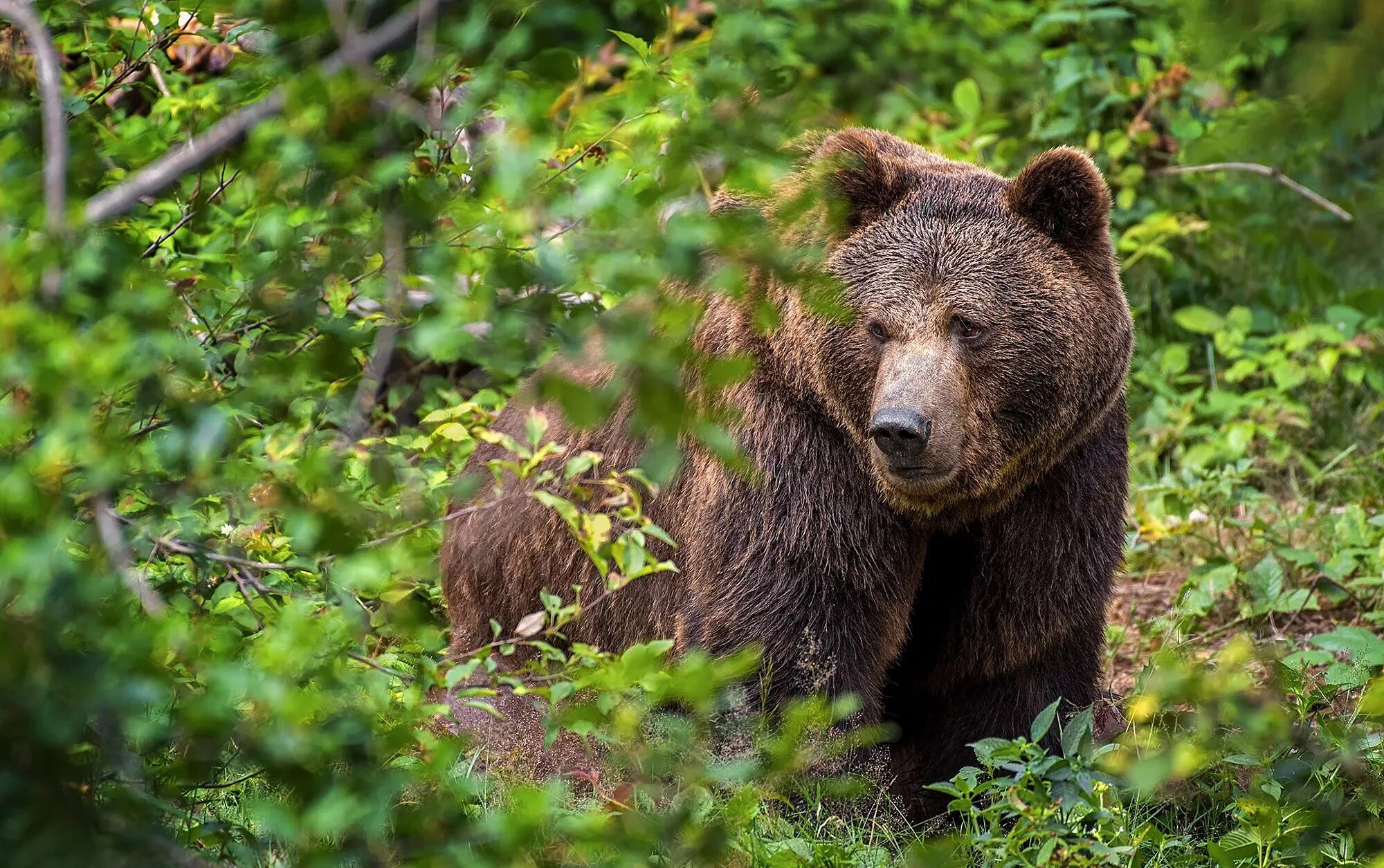 Медведь. Бурый медведь. Бурый медведь ест ягоды. Медведь Гризли.