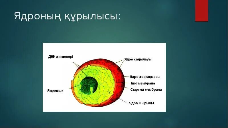 Строение ядра урок. Ядро. Строение ядра презентация. Презентация по биологии о ядре клетки. Ядро для презентации.