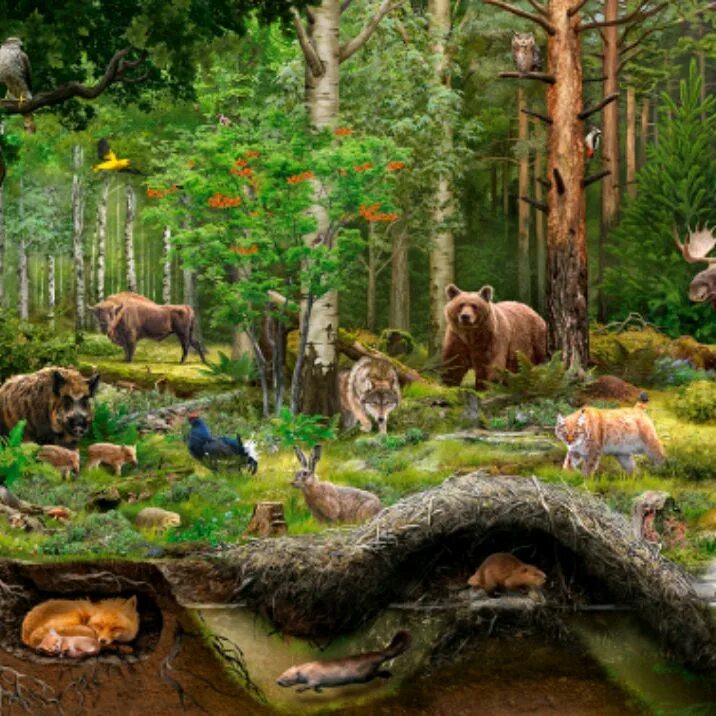 Животные в лесу. Лес с животными. Лес с животными и растениями. Лес и его обитатели.