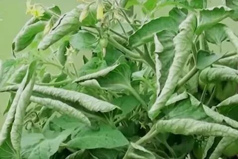 Кабачки листья скручиваются что делать