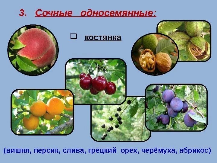 Плод не является человеком. Односемянные костянка. сочные односемянные плоды костянка. сочный односемянный плод у вишни. сочные односемянные плоды костянка вишня.
