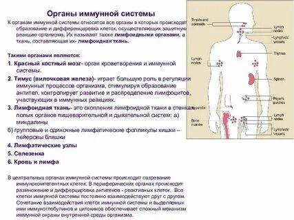 Скопление лимфоидной ткани