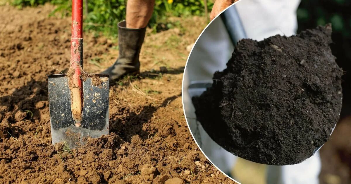 Сидераты мульча. Восстановить почвы. Удобрения для огорода. Восстановление почвы. Окультуривание почвы.