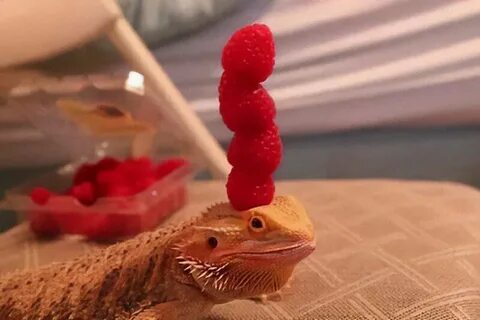 Ящерица мем