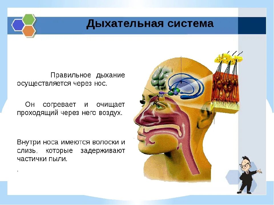 Через нос выдох через рот. Дыхание через нос. Нос орган дыхания. Дыхание через нос и через рот. Отличия носового и ротового дыхания.