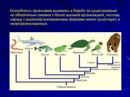 Три формы жизни