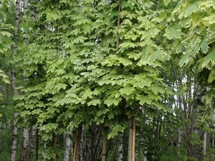 Клен в лиственном лесу