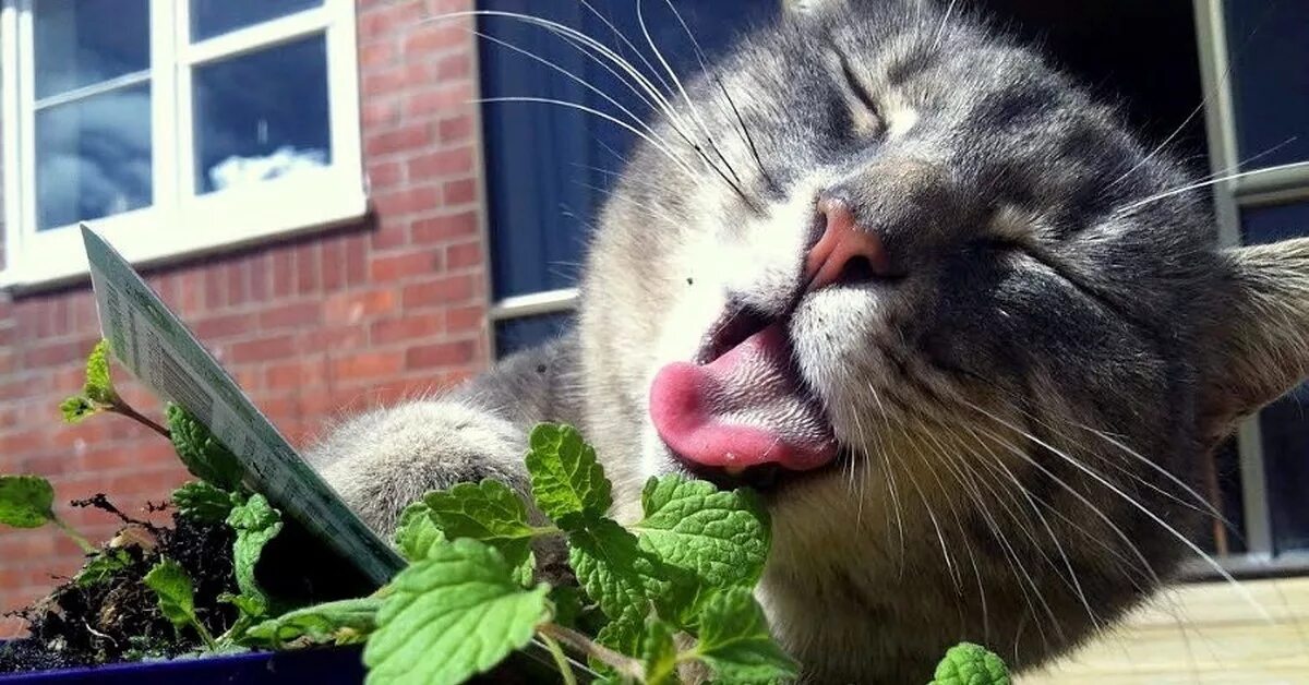 А мы с ним пахнем кошачьей мятой. Котовник кошачий. Трава котовник кошачий. Кошачья мята. Кот нюхает мяту.