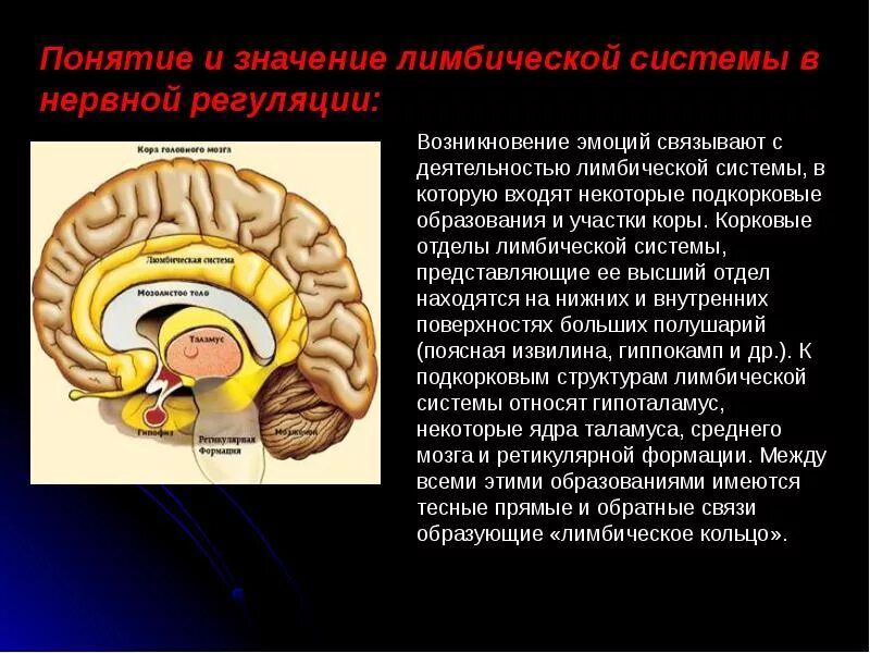 Корковые и подкорковые структуры лимбической системы. Лимбическая система головного мозга функции структуры. Структура головного голова лимбическая система.