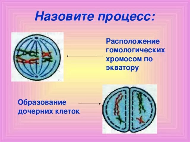 Расположение хромосом у экватора клетки какой этап Картинки ПАРЫ ХРОМОСОМ ВЫСТРАИВАЮТСЯ ПО ЭКВАТОРУ