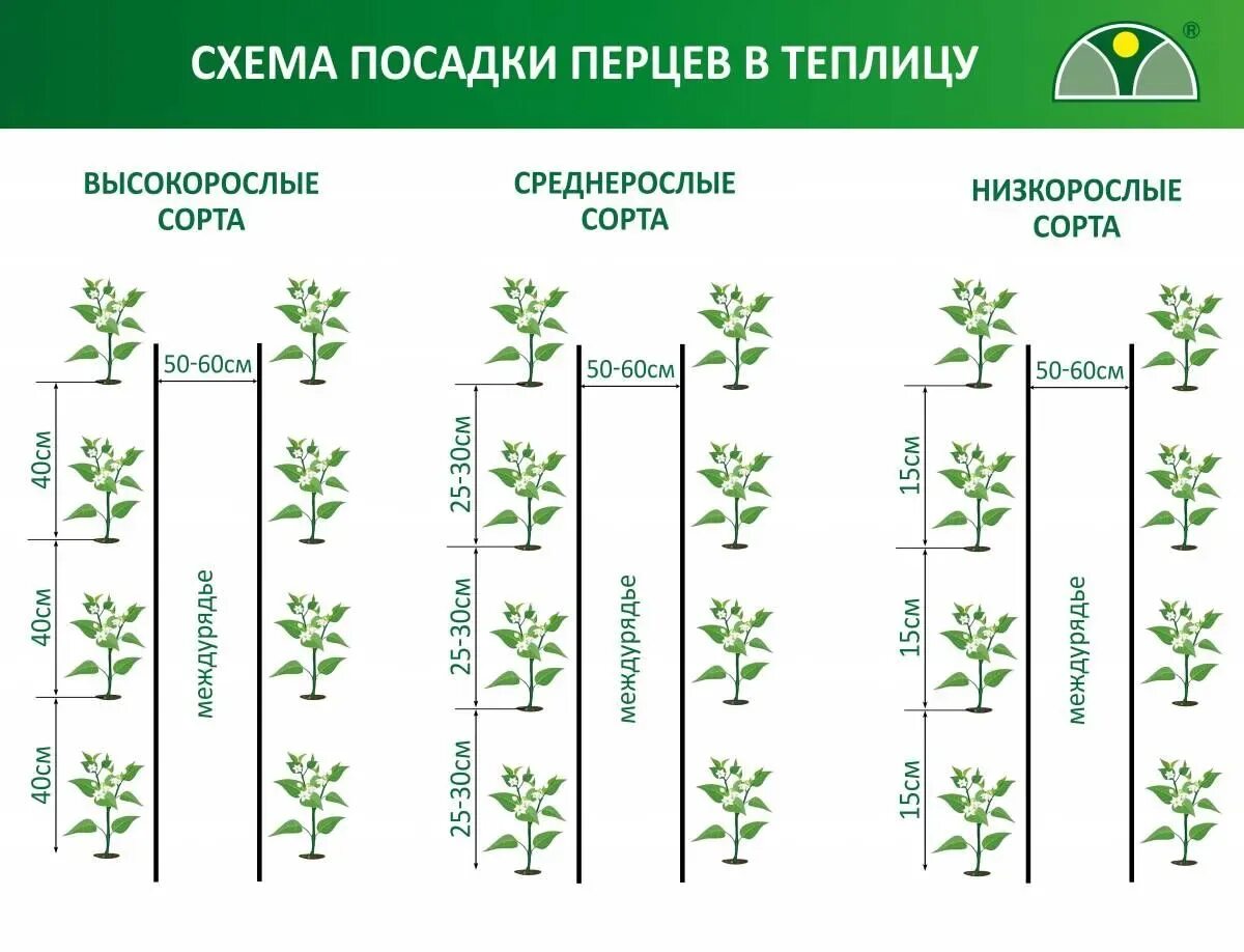 Расстояние между огурцами при посадке. Схема высадки рассады перца в открытый грунт. Схема высадки рассады перца в теплицу. Схема посадка перца в теплицу. Схема высадки рассады огурцов в теплицу из поликарбоната.