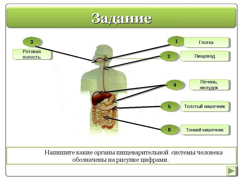 Напиши какие органы