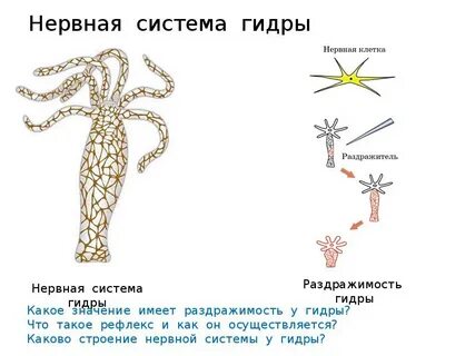 Нервная система пресноводной гидры