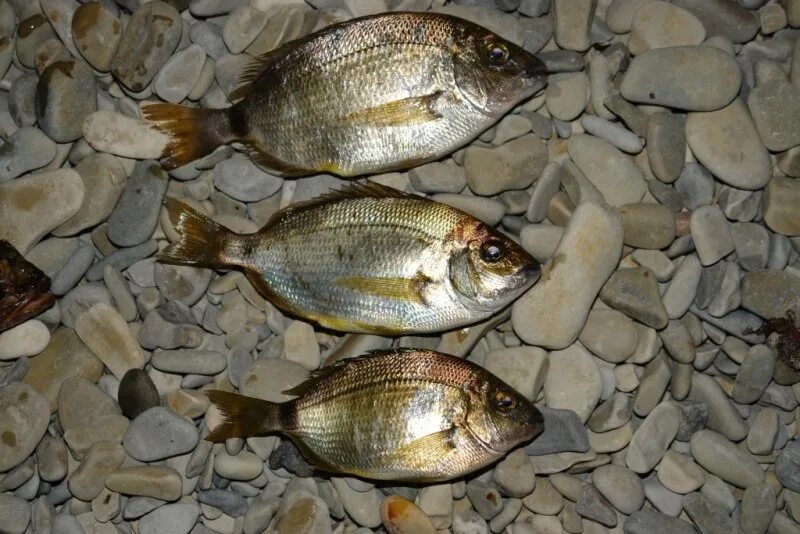 Карась азовского моря. Рыба на берегах черного моря. Рыбы обитающие в черном море. Ласкирь черноморский. Рыба на берегах черного моря.