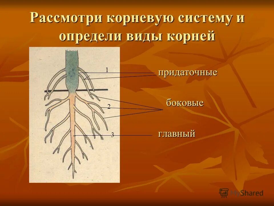 Организованный корень. Главные боковые и придаточные корни. Придаточные боковые и главный корень. Типы корневых систем.