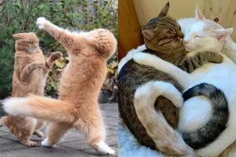 Есть 2 кошки