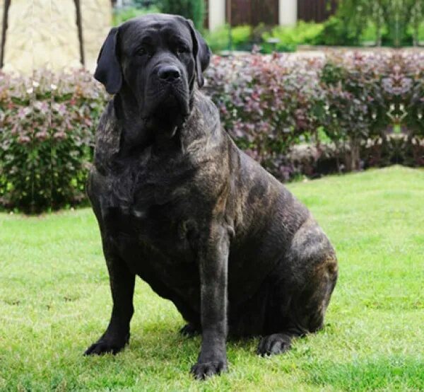 Hailait's truffle корги. Аве конкорд питомник клетки. Аляскинский маламут ркф. Int ch. Bell-amir's element envoy далматин.