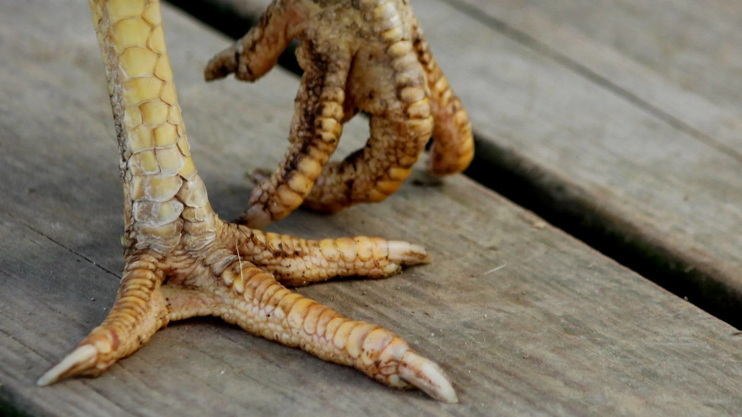 кнемидокоптоз ног- известковая ног. лапы кур. лапы кур. лапы кур. лапы кур.