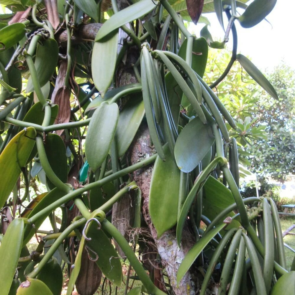 Vanilla plants. Vanilla planifolia плоды. ваниль плосколистная родина. ваниль плосколистная латынь. орхидея ваниль плоды.
