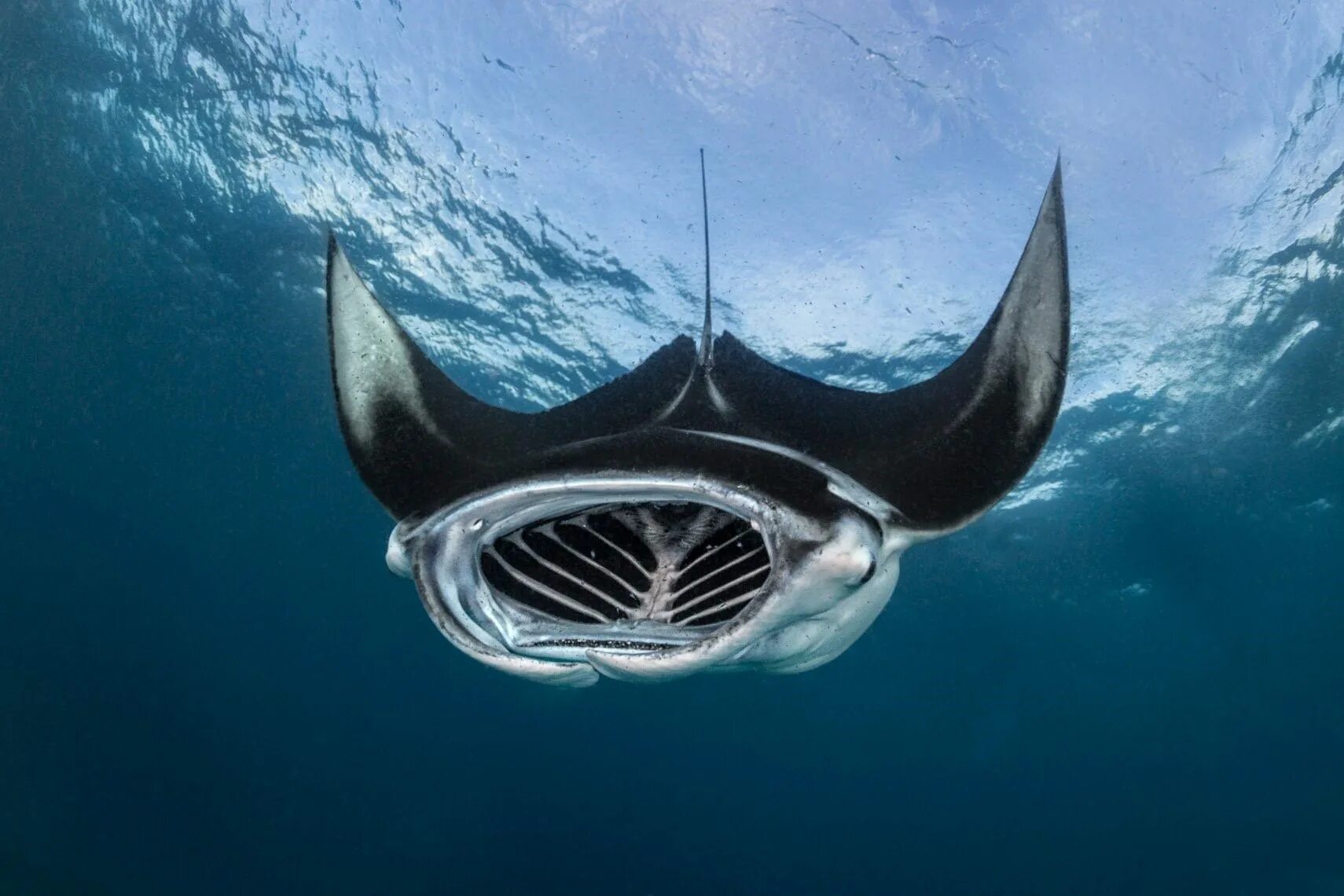 Manta pacific. Скат Манта. Скат (Manta ray). Гигантский Скат Манта. Скат Manta морской дьявол.