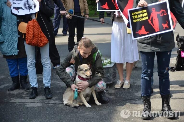 Митинг собака. Митинг собака