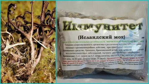 Исландский мох от кашля как заваривать